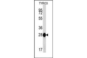 Western Blotting (WB) image for anti-TYRO3 Protein Tyrosine Kinase (TYRO3) antibody (ABIN356409)