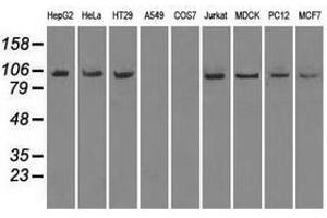 Image no. 2 for anti-Neurotrophic tyrosine Kinase, Receptor, Type 3 (NTRK3) antibody (ABIN1499843) (NTRK3 抗体)