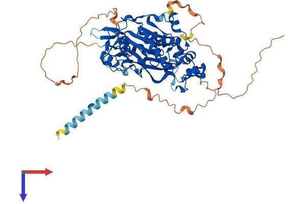 MGAT3 Protein (AA 1-538) (His tag)