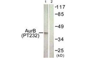 Western blot analysis of extracts from COS7 cells treated with Nocodazole 1ug/ml 16h, using AurB (Phospho-Thr232) Antibody. (Aurora Kinase B 抗体  (pThr232))