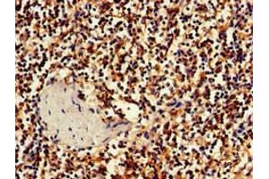Immunohistochemistry of paraffin-embedded human spleen tissue using ABIN7155629 at dilution of 1:100 (BBX 抗体  (AA 62-292))