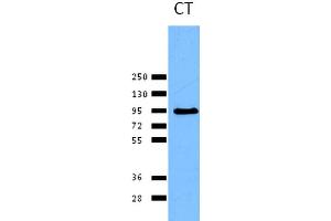 Western blot analysis of Human HeLa cell lysates showing detection of Calnexin protein using Rabbit Anti-Calnexin Polyclonal Antibody . (Calnexin 抗体  (C-Term) (Atto 390))