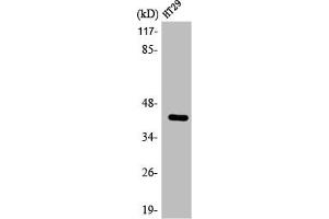 Western Blot analysis of HT29 cells using ABHD7 Polyclonal Antibody (EPHX4 抗体  (Internal Region))
