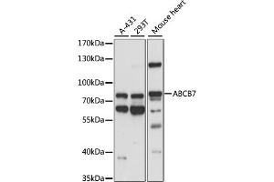 Western blot analysis of extracts of various cell lines, using  antibody (ABIN7265735) at 1:1000 dilution. (ABCB7 抗体  (AA 503-753))