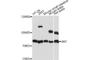 Western blot analysis of extracts of various cell lines, using AK7 antibody. (Adenylate Kinase 7 抗体)