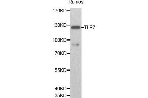 TLR7 抗体  (AA 30-230)