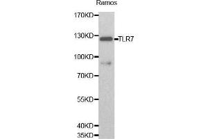 Western blot analysis of Ramos cell lysate using TLR7 antibody. (TLR7 抗体  (AA 30-230))