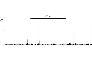 ChIP DNA-Sequencing (ChIP-seq) image for anti-Catenin, beta (CATNB) (AA 760-781) antibody (ABIN7454800) (beta Catenin 抗体  (AA 760-781))