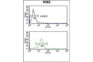 Flow cytometry analysis of K562 cells using OPRM1 Antibody (Center) Cat.