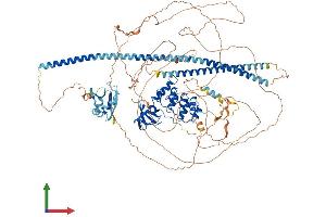 Protein Structure (PS) image for Protein Phosphatase 1, Regulatory Subunit 13B (PPP1R13B) (AA 1-1090) protein (His tag) (ABIN7552432)