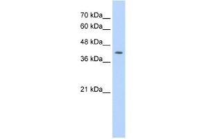 WB Suggested Anti-IRF1 Antibody Titration:  0. (IRF1 抗体  (N-Term))