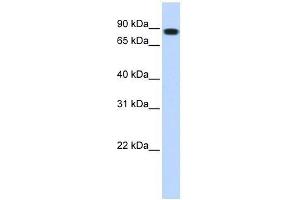 Western Blot showing STAT5B antibody used at a concentration of 1. (STAT5B 抗体  (N-Term))