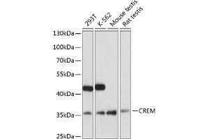 Western blot analysis of extracts of various cell lines, using CREM antibody (ABIN6133609, ABIN6139026, ABIN6139027 and ABIN6221259) at 1:3000 dilution. (CREM 抗体  (AA 1-100))