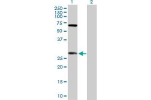 Western Blot analysis of DIABLO expression in transfected 293T cell line by DIABLO MaxPab polyclonal antibody. (DIABLO 抗体  (AA 1-239))