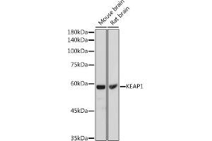 Western blot analysis of extracts of various cell lines, using KE antibody (ABIN6131318, ABIN6142822, ABIN6142825 and ABIN6215129) at 1:1000 dilution. (KEAP1 抗体  (AA 1-100))