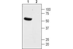 Western blot analysis of mouse heart membranes: - 1. (KCNK13 抗体  (1st Extracellular Loop))