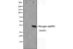 Western blot analysis on HuvEc cell lysate using Phospho-hnRPD(Ser83) Antibody,The lane on the left is treated with the antigen-specific peptide. (HNRNPD/AUF1 抗体  (pSer83))