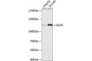 Western blot analysis of extracts of various cell lines, using GLDC antibody (ABIN6132011, ABIN6141119, ABIN6141120 and ABIN6225260) at 1:1000 dilution. (GLDC 抗体  (AA 36-290))