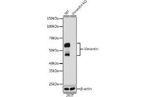 Western blot analysis of extracts from wild type (WT) and Vimentin knockout (KO) 293T cells, using Vimentin antibody (ABIN7271326) at 1:1000 dilution. (Vimentin 抗体)