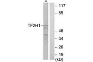 Western blot analysis of extracts from Jurkat cells, using TF2H1 Antibody. (GTF2H1 抗体  (AA 15-64))