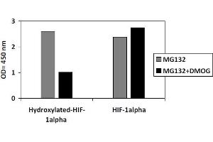 HeLa cells were treated or untreated with MG132 and DMOG.