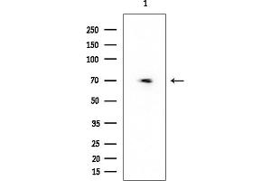 anti-Ubiquitin Specific Peptidase 21 (USP21) antibody