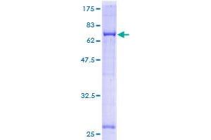 GNAI3 Protein (AA 1-354) (GST tag)