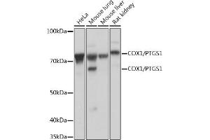 Western blot analysis of extracts of various cell lines, using COX1/PTGS1 Rabbit mAb (ABIN7269575) at 1:1000 dilution. (PTGS1 抗体)