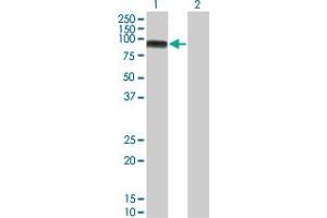 Western Blot analysis of MAP3K11 expression in transfected 293T cell line by MAP3K11 monoclonal antibody (M02), clone 3D11. (MAP3K11 抗体  (AA 741-847))