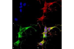 Immunocytochemistry/Immunofluorescence analysis using Mouse Anti-Ankyrin G Monoclonal Antibody, Clone S106-20 (ABIN2482472). (Ankyrin G 抗体  (C-Term) (PerCP))