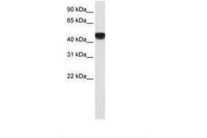 Image no. 2 for anti-Small Nuclear RNA Activating Complex, Polypeptide 1, 43kDa (SNAPC1) (C-Term) antibody (ABIN202353) (SNAPC1 抗体  (C-Term))