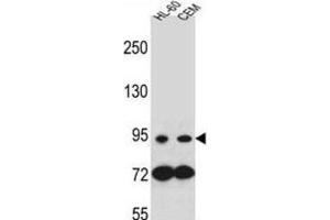 Western Blotting (WB) image for anti-Nucleotide-Binding Oligomerization Domain Containing 1 (NOD1) antibody (ABIN2996386) (NOD1 抗体)