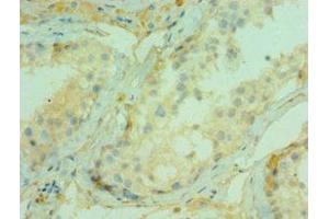 Immunohistochemistry of paraffin-embedded human testis tissue using ABIN7147292 at dilution of 1:100 (CDC5L 抗体  (AA 563-802))