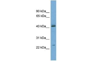 WB Suggested Anti-Rhox6 Antibody Titration:  0. (RHOX6 抗体  (Middle Region))