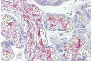 Anti-LGALS1 / Galectin 1 antibody IHC staining of human placenta. (LGALS1/Galectin 1 抗体  (AA 72-121))