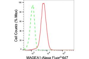 Flow cytometric analysis of MAGEA1 expression in HT- cells using MAGEA1 antibody (ABIN7799356), 1:2,000).