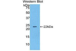 Western Blotting (WB) image for anti-Nucleoredoxin (NXN) (AA 166-327) antibody (ABIN1860090)