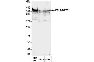 Western Blotting (WB) image for anti-Bromodomain PHD Finger Transcription Factor (BPTF) (AA 1350-1400) antibody (ABIN7454704) (BPTF 抗体  (AA 1350-1400))