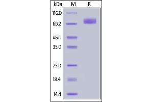 SDS-PAGE (SDS) image for Inducible T-Cell Co-Stimulator Ligand (ICOSLG) (AA 47-279) (Active) protein (Fc Tag) (ABIN6938859)
