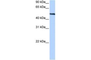 Western Blotting (WB) image for anti-Thyroid Hormone Receptor Interactor 6 (TRIP6) antibody (ABIN2463436) (TRIP6 抗体)