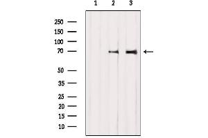 Western blot analysis of extracts from various samples, using BMAL1 Antibody. (ARNTL 抗体  (Internal Region))