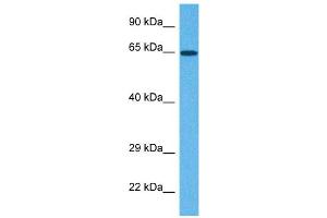 Western Blotting (WB) image for anti-NADPH Oxidase 1 (NOX1) (C-Term) antibody (ABIN2782754)