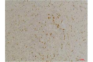 Immunohistochemistry (IHC) analysis of paraffin-embedded Mouse Brain Tissue using GABA A Receptor alpha4 Rabbit Polyclonal Antibody diluted at 1:200. (GABRA4 抗体)