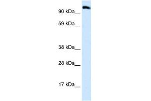 WB Suggested Anti-EEA1 Antibody Titration:  0. (EEA1 抗体  (N-Term))