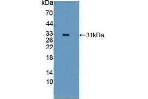 Detection of Recombinant QSOX1, Mouse using Polyclonal Antibody to Quiescin Q6 Sulfhydryl Oxidase 1 (QSOX1) (QSOX1 抗体  (AA 33-281))