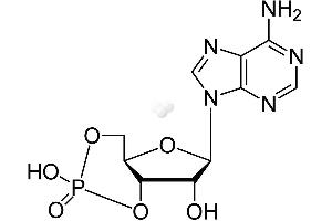 Image no. 1 for Cyclic Adenosine Monophosphate (cAMP) CLIA Kit (ABIN577669) (CAMP CLIA Kit)