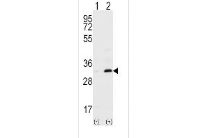 Western Blotting (WB) image for anti-CD82 (CD82) (AA 239-267), (C-Term) antibody (ABIN390184)