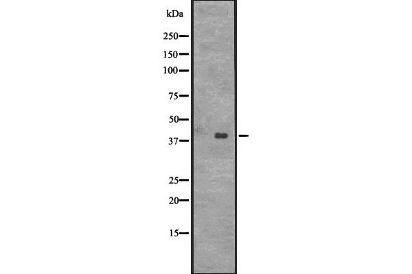 CENPL 抗体  (Internal Region)