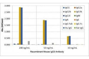 ELISA of mouse immunoglobulins shows the recombinant Mouse IgG3 antibody reacts to both mouse IgG3, kappa and IgG3, lambda (Recombinant 兔 anti-小鼠 IgG3 Antibody)