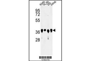 Western blot analysis of ARGLU1 Antibody in A549, HL-60, 293, Jurkat cell line lysates (35ug/lane) (ARGLU1 抗体  (N-Term))